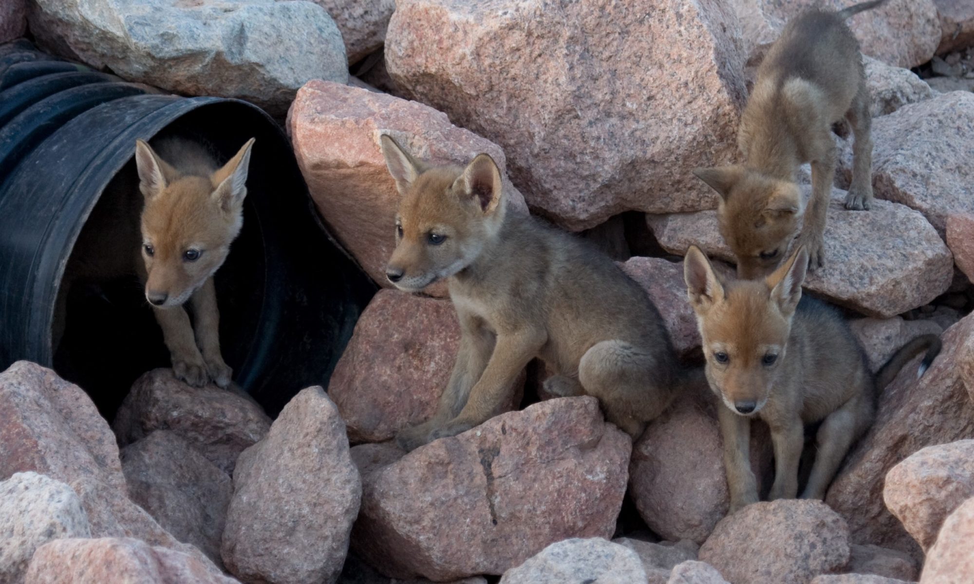 four coyote puppies outside a culvert pipe