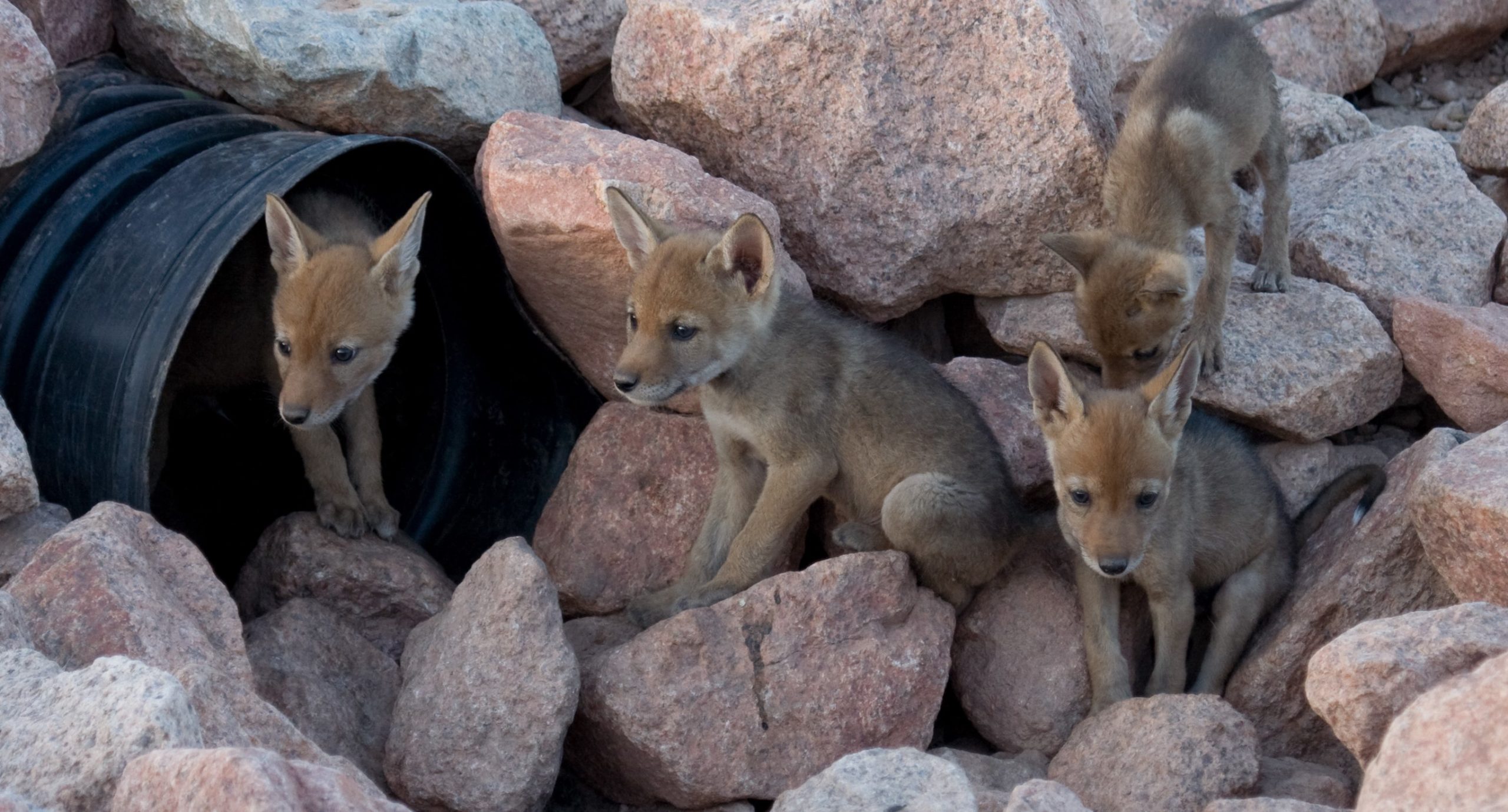 four coyote puppies outside a culvert pipe