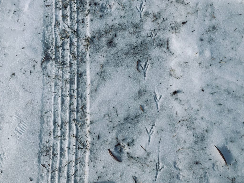 crow tracks beside tire tracks in the snow