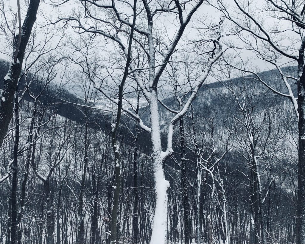 view of snow-covered hills and trees
