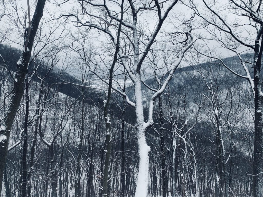 a bare tree white with snow against a background of snowy, wooded mountains