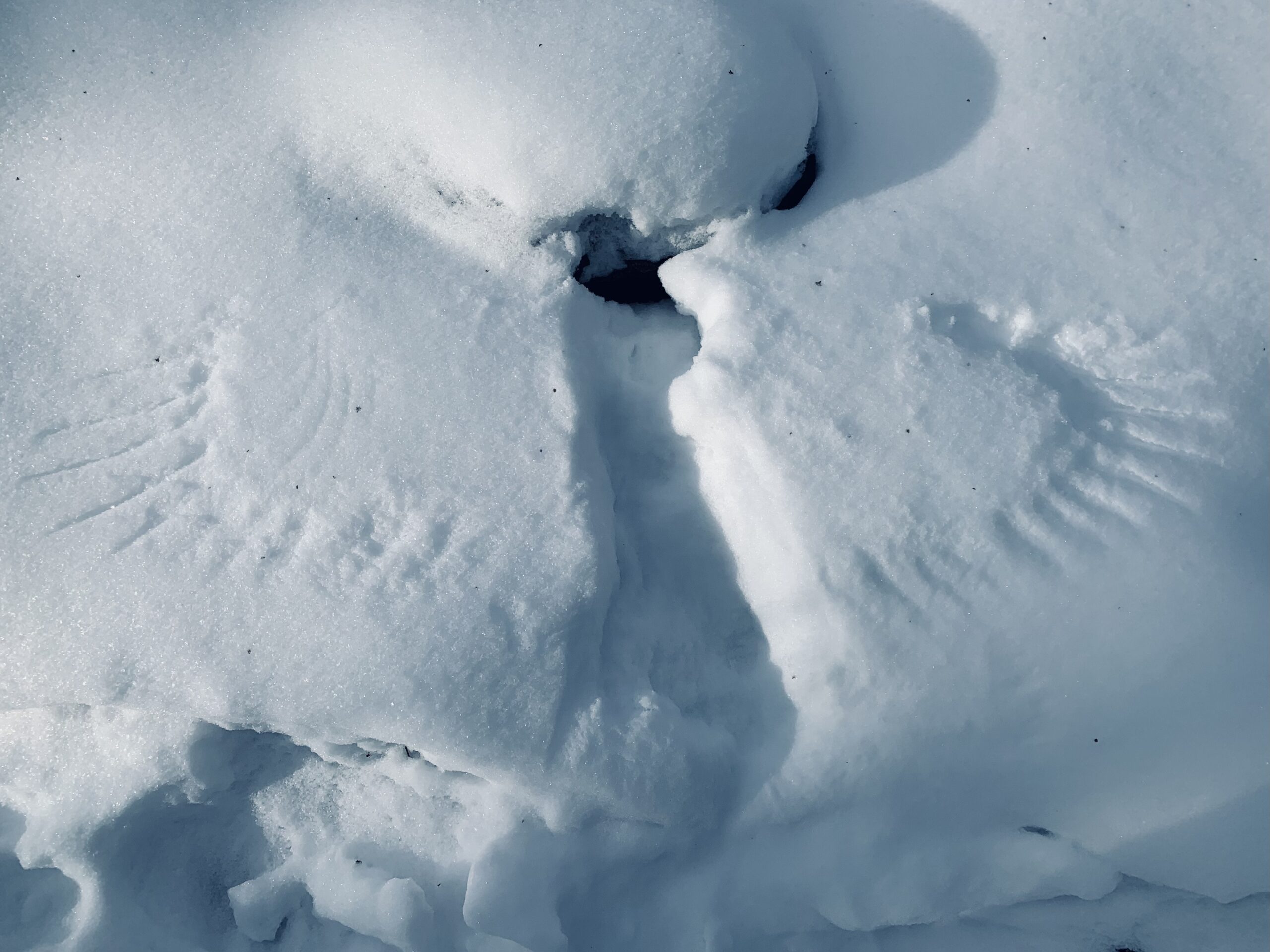 A print in snow of a bird of prey's wing feathers and body from where it dove after some small prey animal.