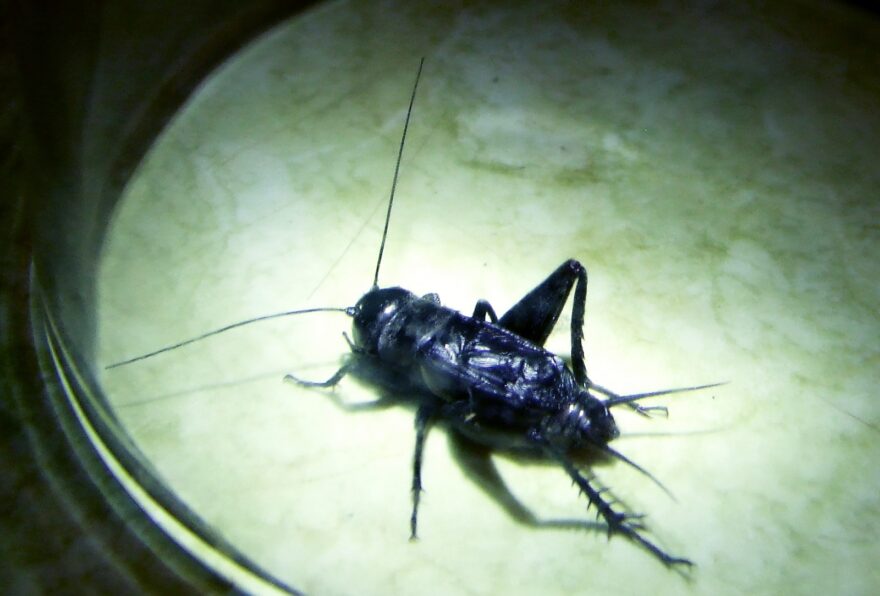 field cricket